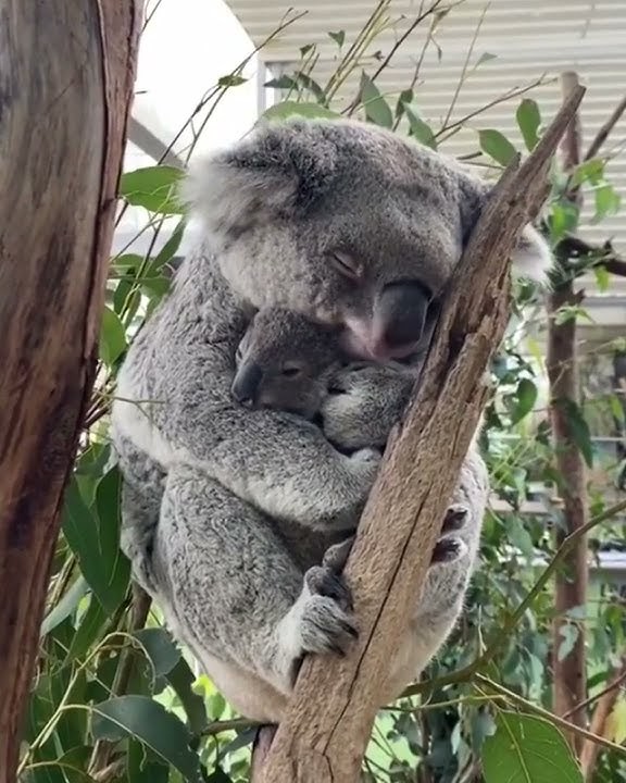 Mama koala cuddling her baby 🦦 #mama #koala #cuddle #baby #shorts #trending #youtube #viral #video