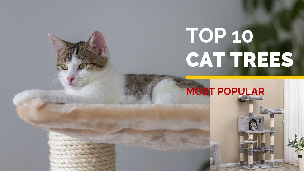 10 Best Cat Trees 2020 Most Popular Tree for Cats YouTube
