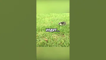 А вы вообще видели как ходит крот #Shorts