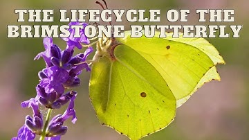 The Lifecycle of the Brimstone Butterfly