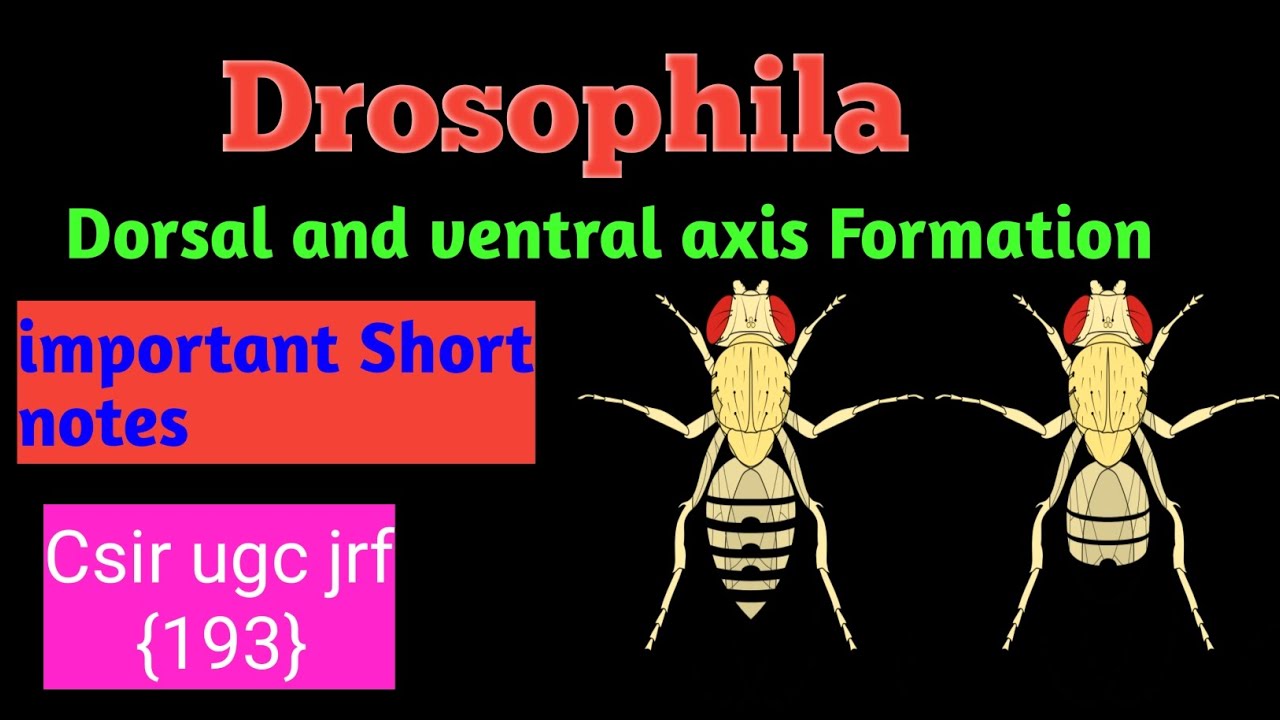 Drosophila development #csir #life sciences #Short notes - YouTube