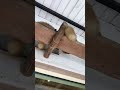 I went to the zoo