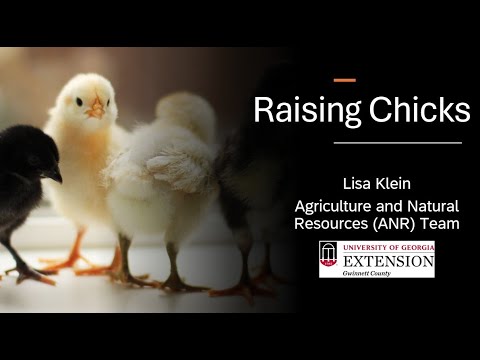 Raising Chicks in