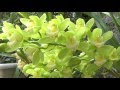 シンビジューム　Cymbidium　グリーン