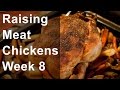 Raising Chickens for Meat: Week 8 of 8, Processing