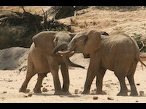 Man Attacked by Raging Elephant