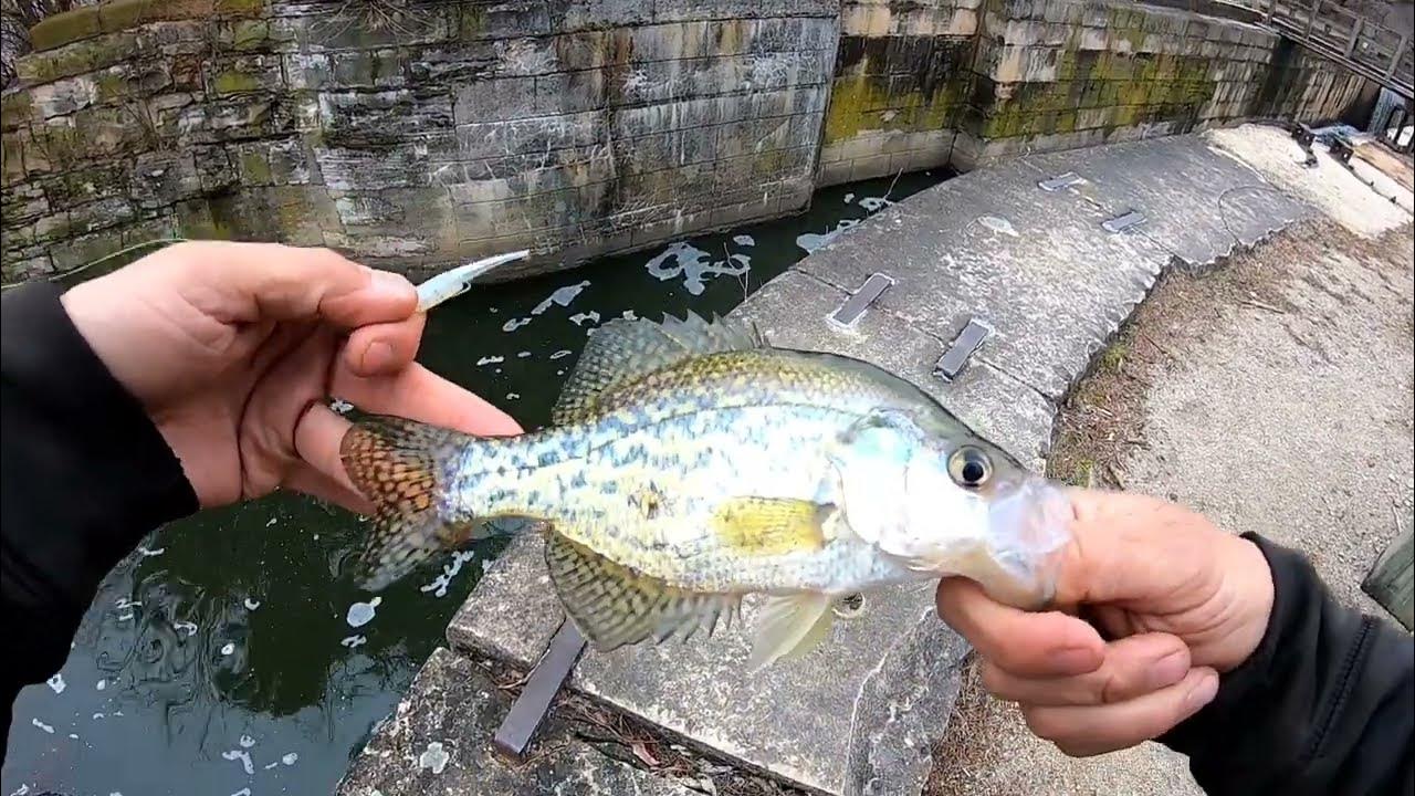 Trying out the ACC Crappie Stix 10ft rod and the Shank