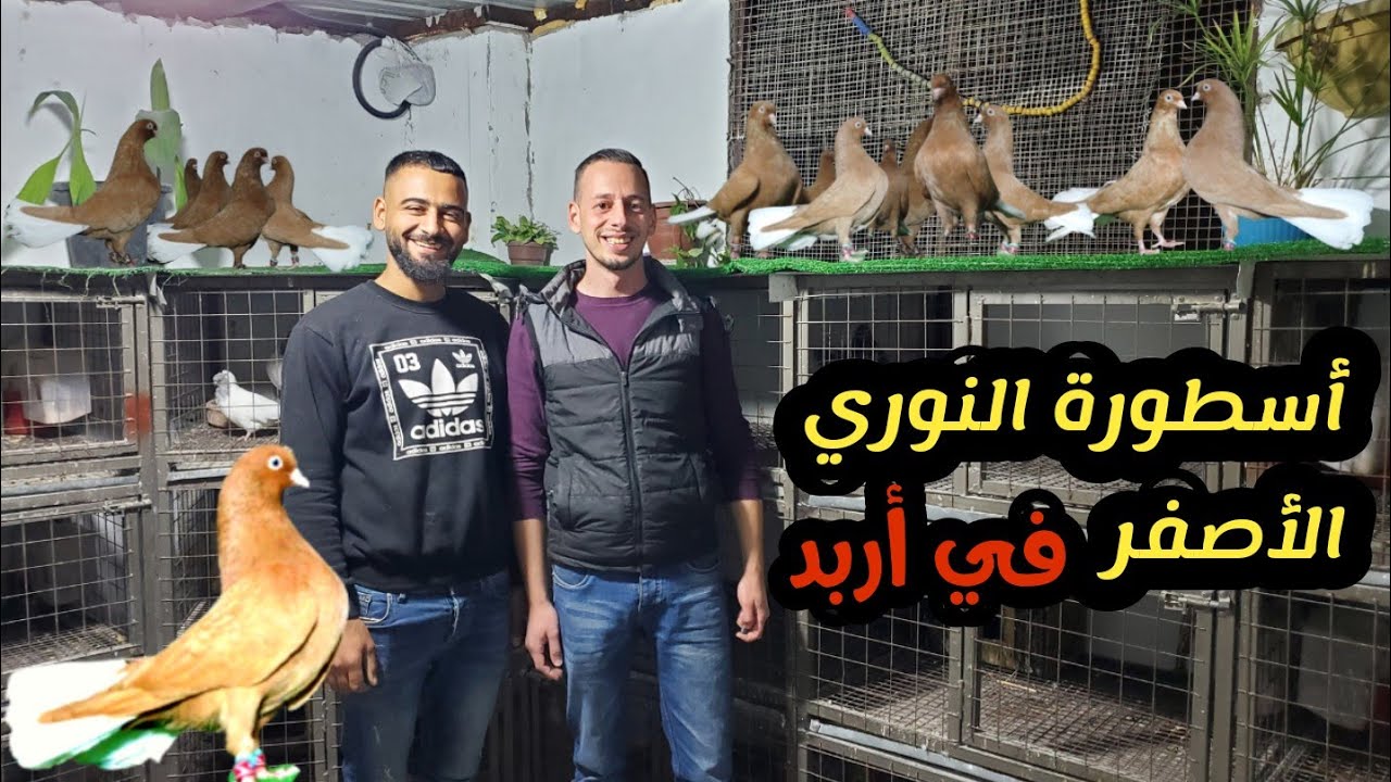 زيارة الأخ رعد حجازي الراعي الاول لتربية حمام النوري الأصفر في إربد