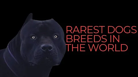 Discover the 10 Rarest Dog Breeds in the World - A Canine Rarity Showcase