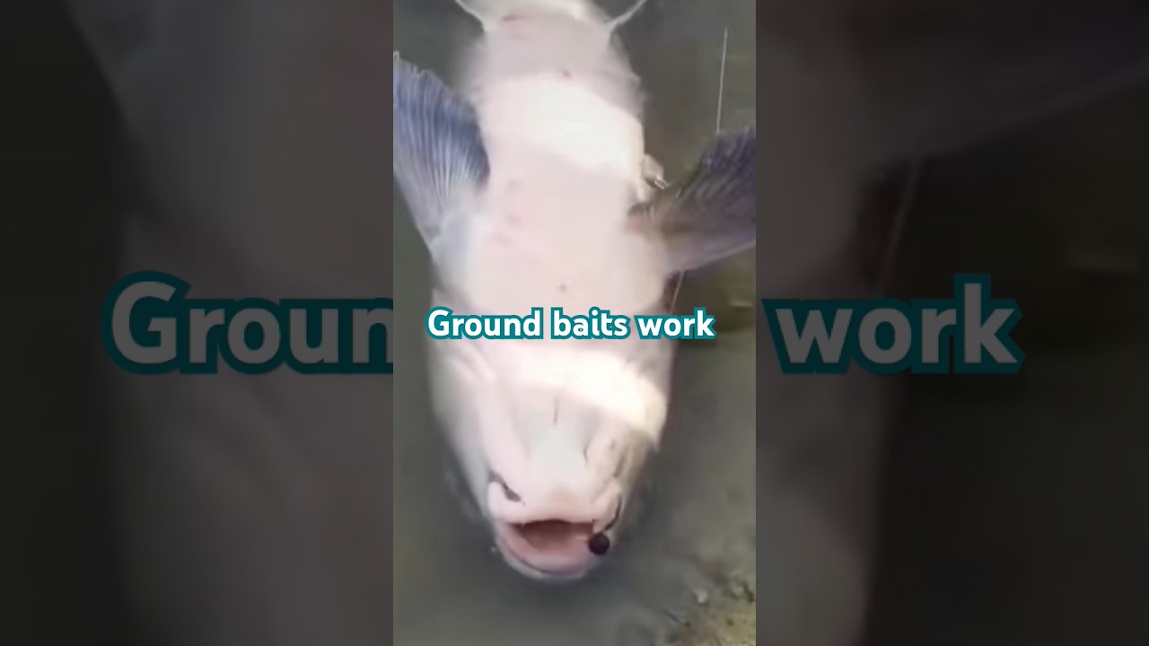 Tips for using wheat flour dust in carp fishing ground baits