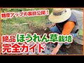 絶対マスターしたい家庭菜園のホウレンソウの糖度を上げる栽培ポイント！種まき・お世話など10月に栽培するコツを徹底解説！【農園ライフ】