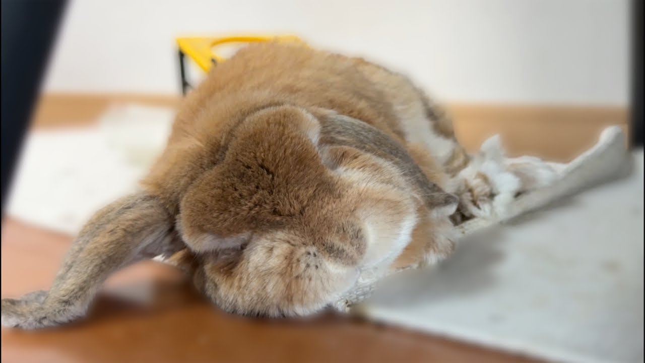 今夜のハッピーさん今日もお薬頑張りました。