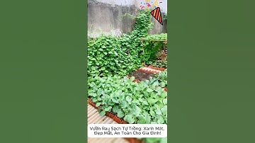 Vườn Rau Sạch Tự Trồng: Xanh Mát, Đẹp Mắt, An Toàn Cho Gia Đình!