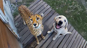 Quand votre animal ramène un ami à la maison !