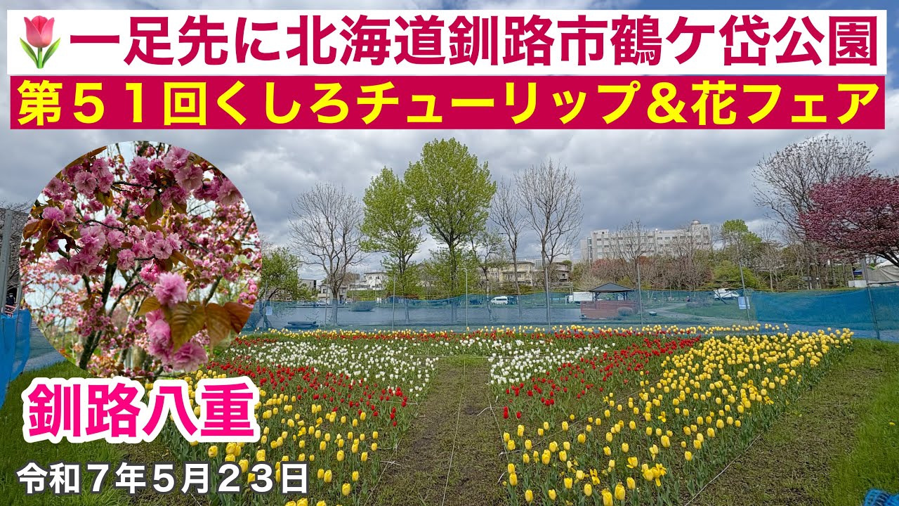 【北海道釧路市チューリップ】🌷一足先に北海道釧路市鶴ケ岱公園第51回チューリップ&花フェア会場を拝見しました🚗釧路八重も綺麗です🌸啄木ゆめ公園にエゾシカ現れる🦌令和7年5月23日4K撮影動画