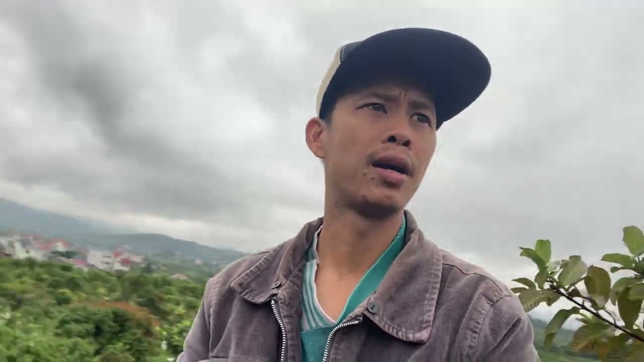 Vườn vải u Hồng 65 ngày ra hoa kể từ vết khoanh đầu tiên 