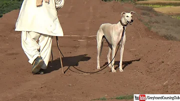 Spanish greyhound in Pakistan | hunting dogs | hound dog