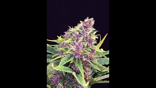 New strain creation yoda medi seeds autoflower strain😶‍🌫️😶‍🌫️😶‍🌫️
