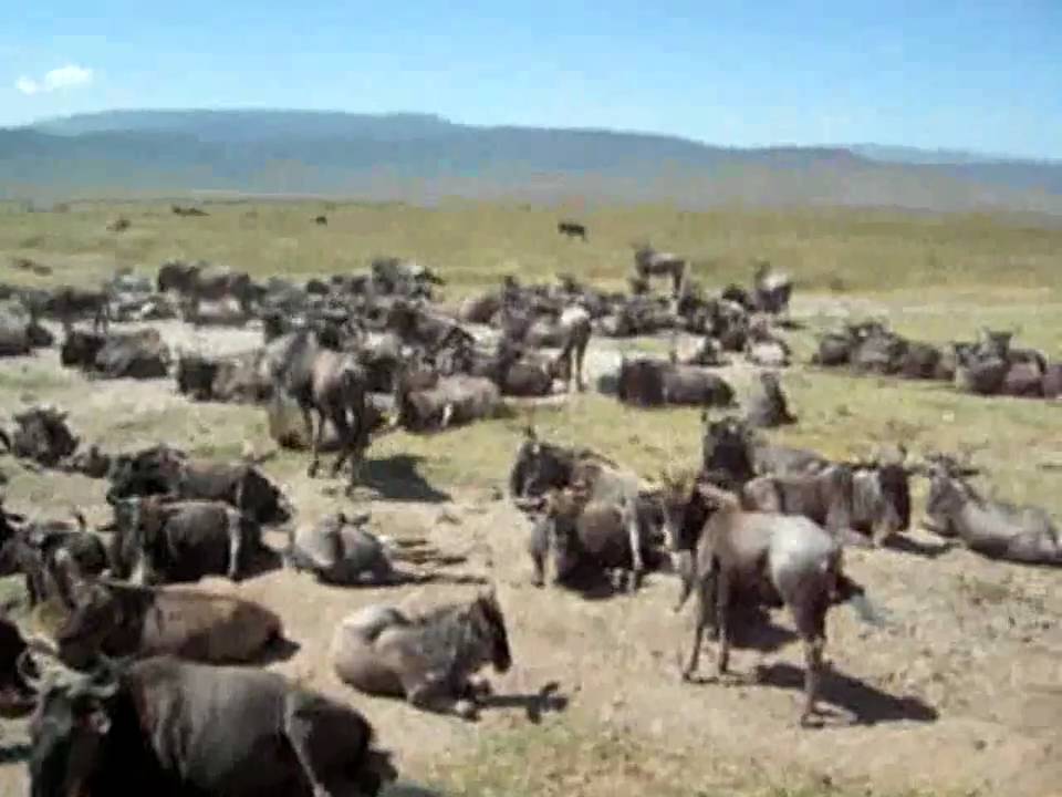 {Herde
94} Tansania: Gnu Herde im Ngorongoro Krater - YouTube | {Herde
94}