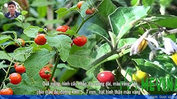 Nhận biết dược liệu Cà gai leo | Phân biệt dược liệu Cà gai leo | Dược sĩ Hưng