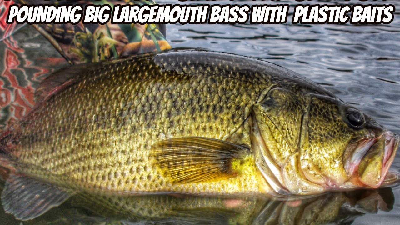 HOW TO CATCH BIG LARGEMOUTH BASS IN SMALL POCKETS- Bass Fishing Tips.