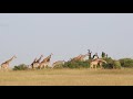 Giraffes in the Maasai Mara