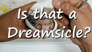 Ball Pythons Dreamsicle - Egg Cutting