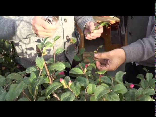 Los cuidados de las camelias - Consejos de jardinería - YouTube