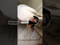 “Mama Eks sam videoin si Bunga cari perhatian