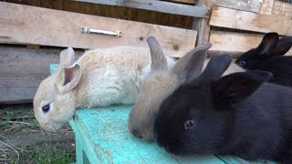 Our rabbits