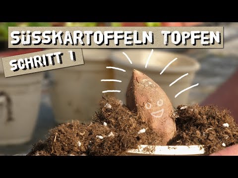 Video: Wie man Süßkartoffel-Slips macht – Herstellung eines Slips aus einer Süßkartoffel