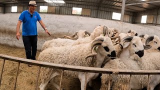 أجود أكباش عيد الأضحى موجودة في ضيعة إخوان خليل و ها شحال باعو فهاذ الأسبوع