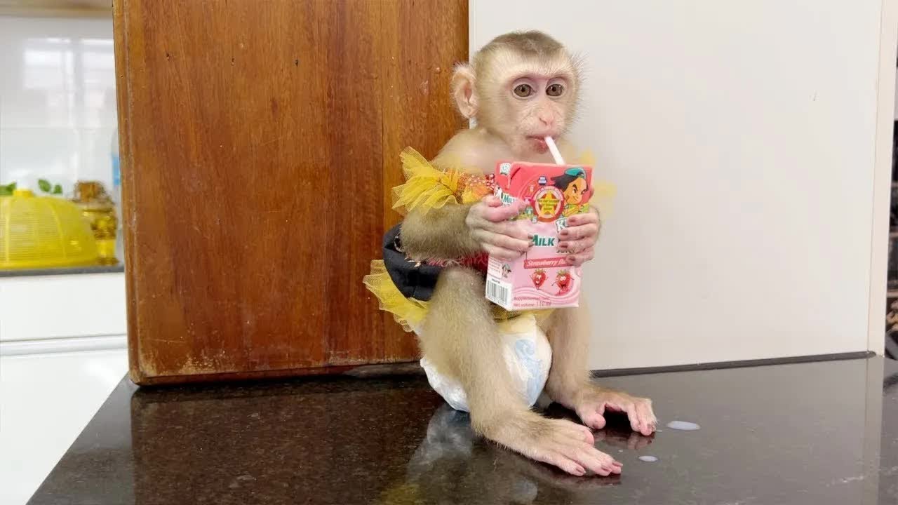 Outstanding BB Jelly Carry Milk Box Drink Herself So Pretty