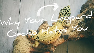Why Does Your Leopard Gecko Hate You?? Reasons They Don