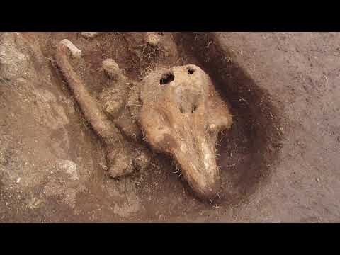 Excavation at Chapelle Dom Hue, Guernsey -- day 11