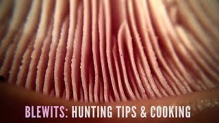 Blewit Mushrooms: Find, Identify, & Taste by Old Man of the Woods 24,474 views 6 years ago 10 minutes, 9 seconds