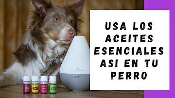 ¿Pueden oler los perros los aceites esenciales?