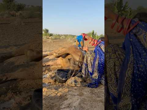 الفتاة ت ب ر د الأوتنية بالماء في حر الصحراء الشديد