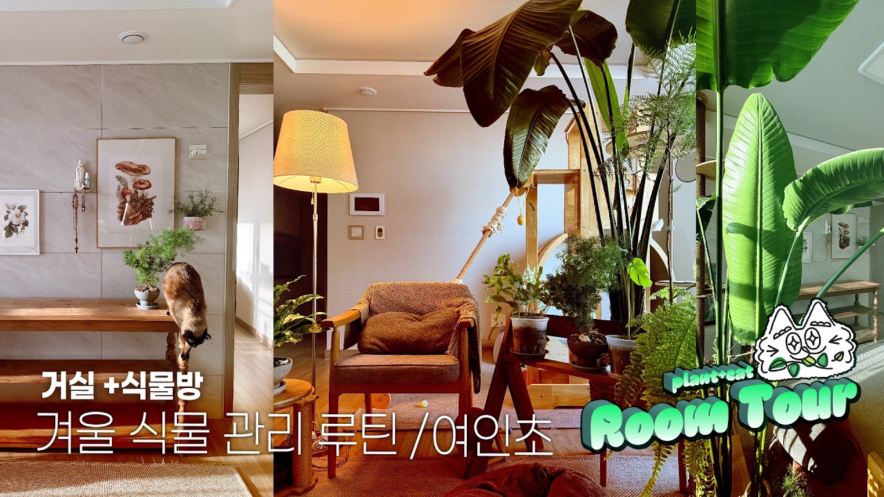 겨울 식물 관리루틴/여인초 새잎관리/글로리오섬 번식,컷팅,분갈이