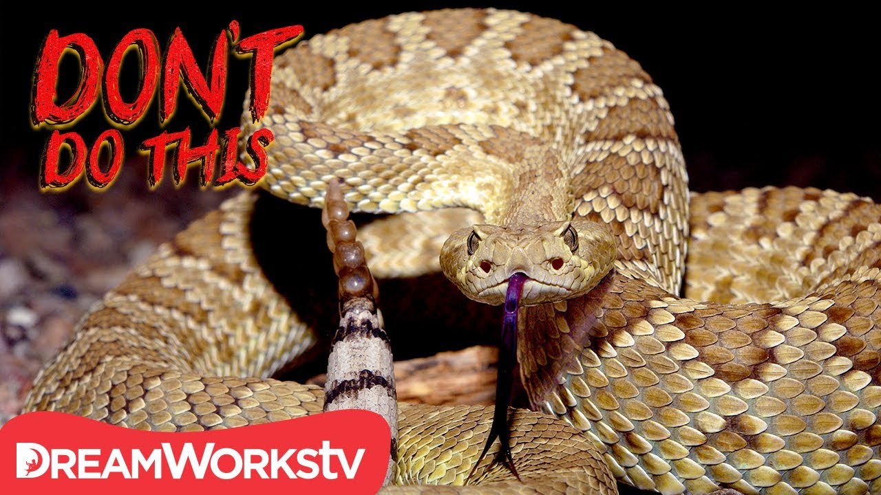 animal encounters melbourne Hidden Rattle Snake Encounter | DON'T DO THIS