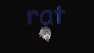 rat