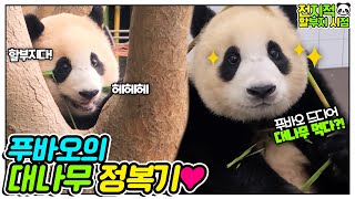 [Omniscient grandpa viewpoint] The birth of new mukbang princess✨│Everland Panda Fubao