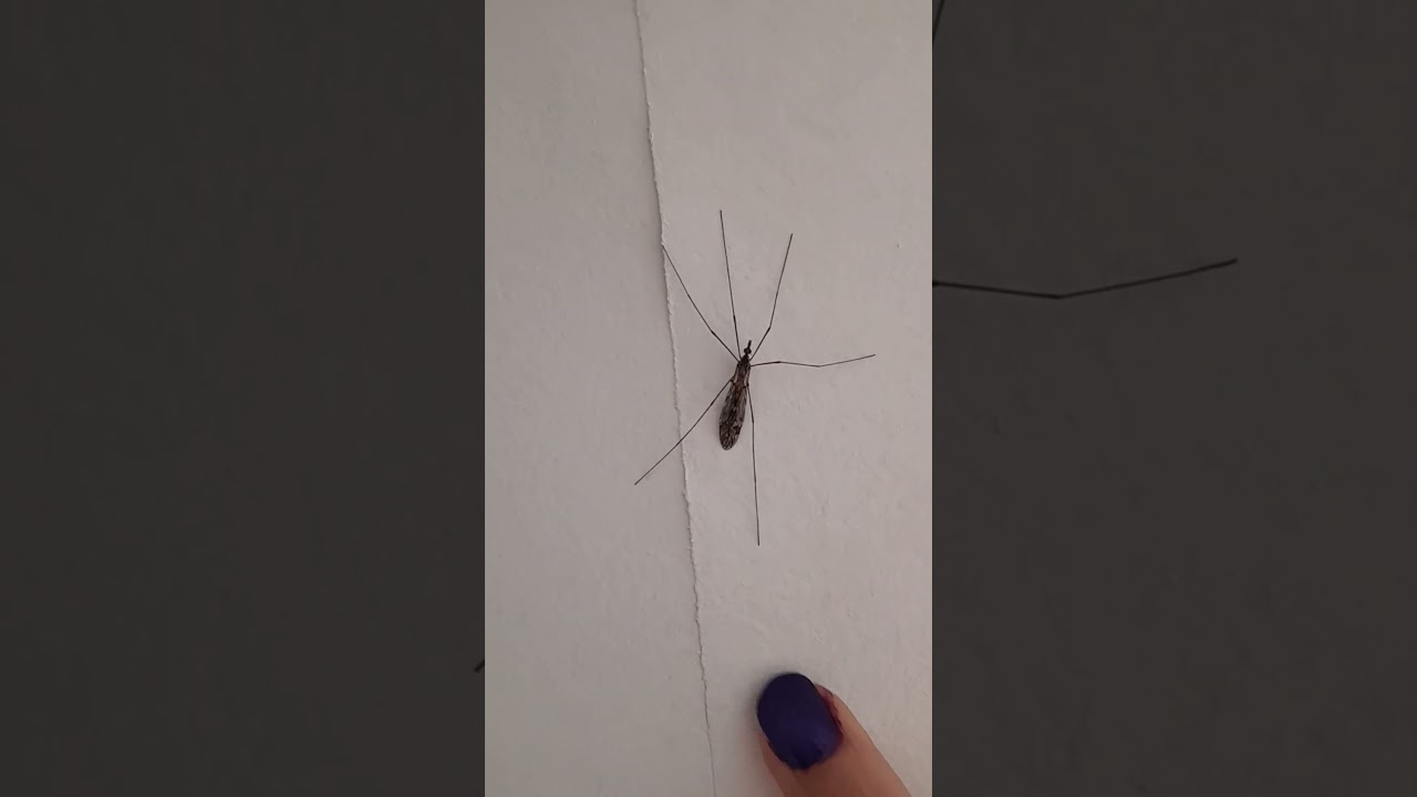 #cranefly