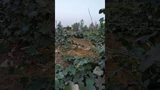 Please support and subscribe🙏🙏#tranding #farming #trend #love