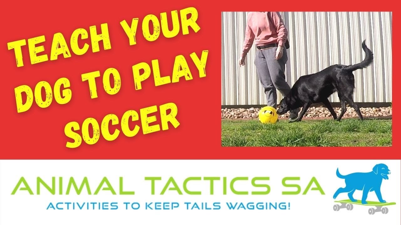 How Do I Teach My Dog Facts