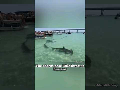 Hammerhead sharks Orange Beach, Alabama 2023