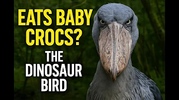 Shoebill Stork: The Dinosaur Bird That Eats Baby Crocodiles