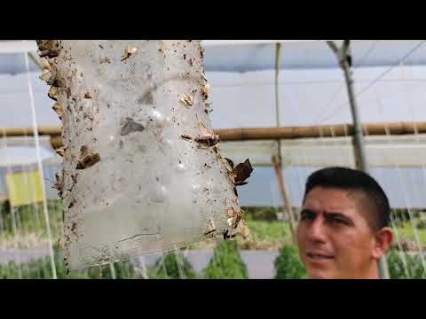 Video: Polilla Minera (20 Fotos): Tomate Y Castaño Sudamericanos, Roble De Mente Amplia Y Otras Especies, Medidas De Control En Invernadero Y Campo Abierto