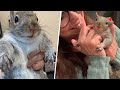 Tiny rescue squirrel throws the biggest tantrums