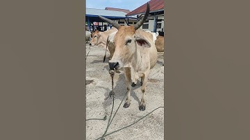 sapi lucu, sapi joget, sapi bertanduk unik #shorts #sapi #lembu #cow